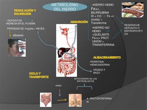Ppt Metabolismo Del Hierro Powerpoint Presentation Id3555796