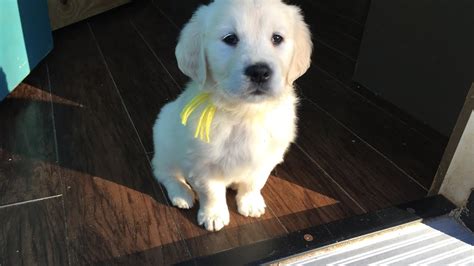 Special device for dog smiles. 8 Week Old English Cream Golden Retriever - Bailey ...