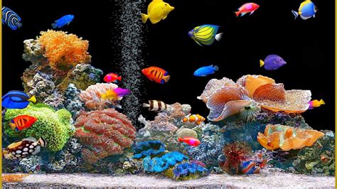 Free Animated Fish Desktop Wallpaper Wallpapersafari