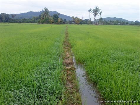 Tren Gaya Pemandangan Sawah Padi