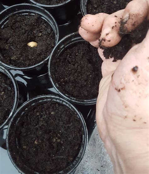 Sowing Broad Beans In Pots February Wilberfoss Allotments