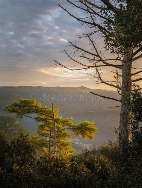 Pine Trees During Sunrise Light Stock Photo Image Of Cloudscape