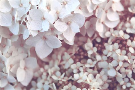 A Close Up Of A Dense Cluster Of White Hydrangea Flowers Pale White