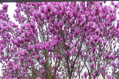 Tree With Purple Flowers Awareserre