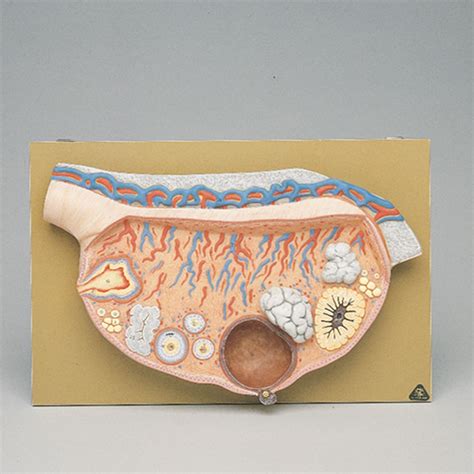 2 Part Uterus Ovary Anatomical Model Anatomy Crosssection