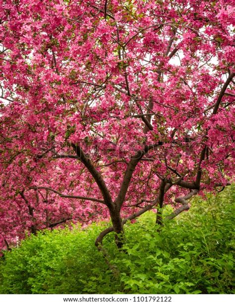 Bright Pink Blossoms Crabapple Tree Contrast Stock Photo Edit Now