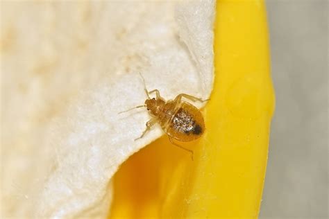 There's your garage, basement due to this possibility, let's take a look at a few household bugs that you might find on your couches they do so usually by jumping. 8 Most Common Household Pests in Your Home - Haley's Daily ...