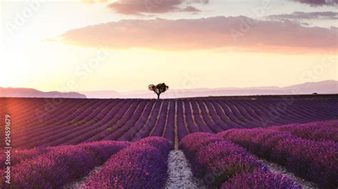 Beautiful Landscape Of Lavender Fields At Sunset With Dramatic Sky