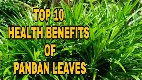 Top 10 Health Benefits Of Pandan Leaves Youtube