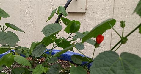 Like Adam And Eve My Turk S Cap Uses Leaves To Hide Their Sexual Organs Album On Imgur