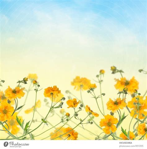 Flower Background With Yellow Flowers In The Blue Sky A Royalty Free