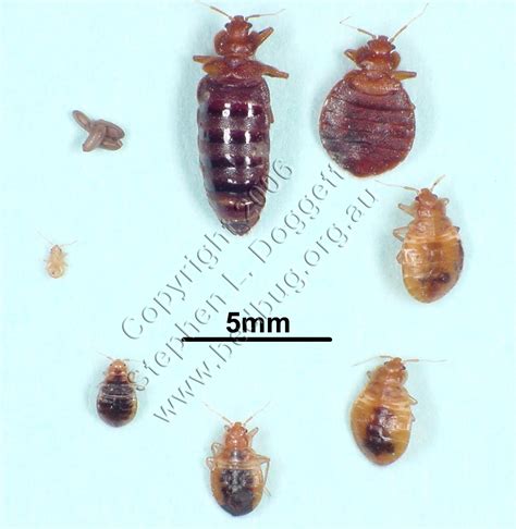 Bed Bug Identification In Philadelphia