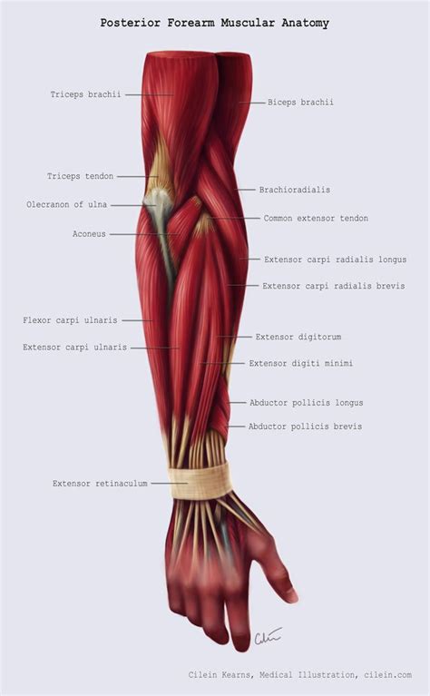 Posterior forearm muscle anatomy by cilein on deviantART | Forearm