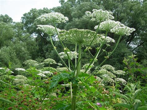 Giant Hogweed What To Know About Invasive Plant That Blinds And Burns