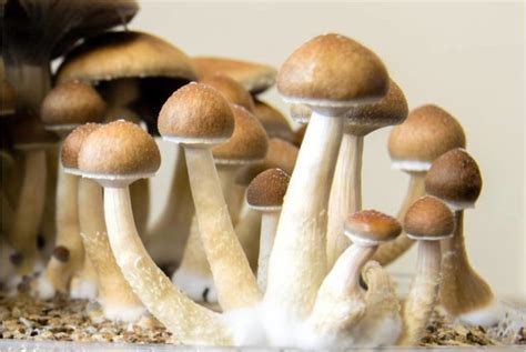 How To Grow Magic Mushrooms Shrooms And Edibles