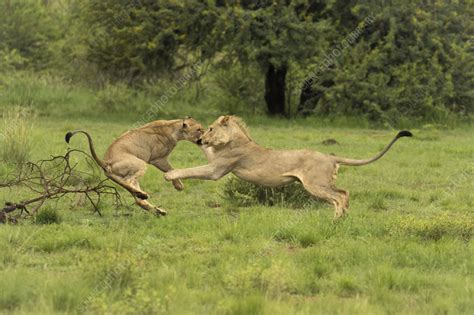 Two Lions Play Fighting Stock Image C0553722 Science Photo Library