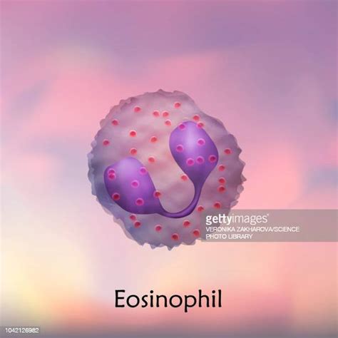 Eosinophil Cell Photos And Premium High Res Pictures Getty Images