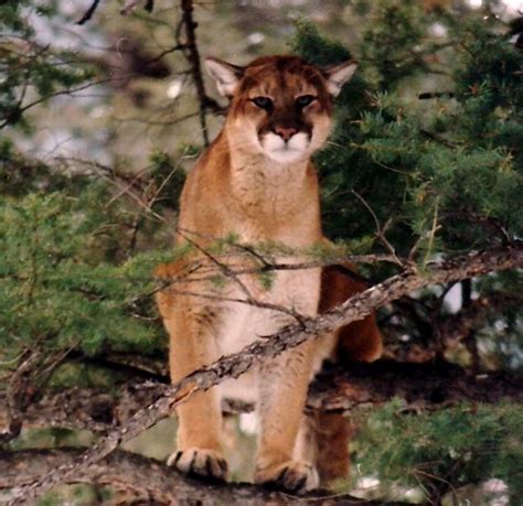 He is 4 & has begged me to let him hunt. Female mountain lion harvest season closed in Unit 36B ...