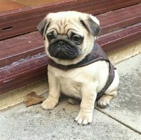 30 Pictures That Show Teacup Pugs Are The Cutest Dogs Ever The Paws