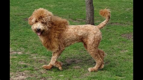 There's no need to zip around google searching for answers to figure it all out. Dog Mistaken For Baby Lion - YouTube