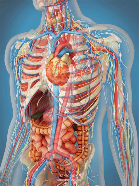 Human Body Showing Heart And Main Circulatory System Position