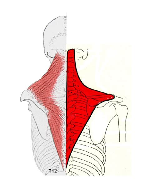 2 spotting late signs of a pulled trapezius. Trapezius muskel | Scalene muscles. 2020-03-01
