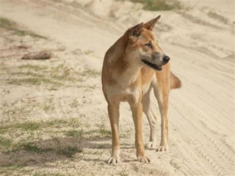 Toddler Suffers Significant Injuries After Dingo Attack Perthnow