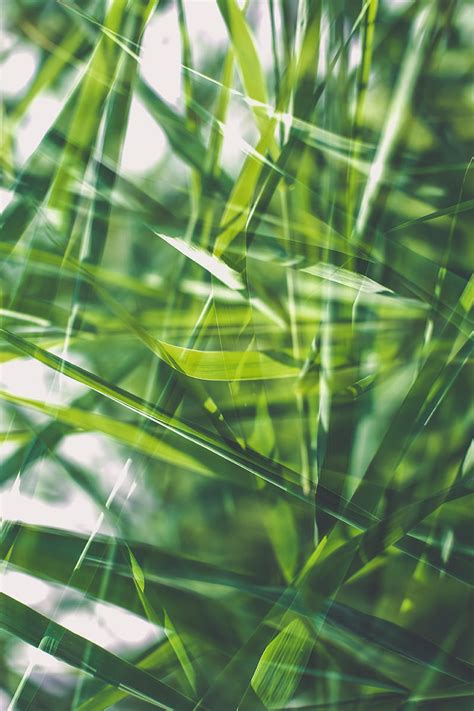 Grass Green Macro Blur Hd Phone Wallpaper Peakpx