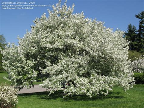 Plantfiles Pictures Flowering Crabapple Snowdrift Malus By Slyperso1