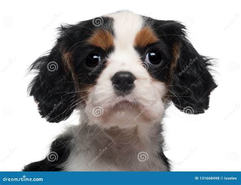 Close Up Of Cavalier King Charles Puppy 2 Months Old Stock Photo