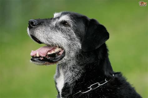 The video below shows just. Can Older Dogs Get Parvo? | Pets4Homes