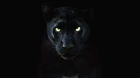 Глаза Черной Пантеры Фото Telegraph