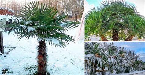 21 Most Cold Tolerant Palm Trees Balcony Garden Web