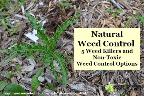 Natural Weed Control Weed Killers And Non Toxic Weed