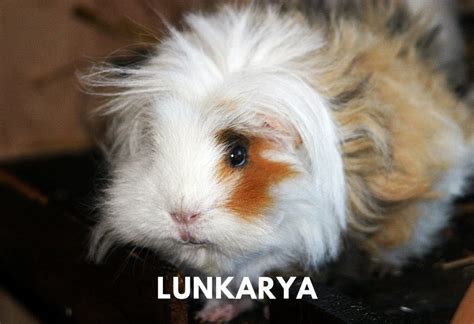 Guinea Pig Breeds Types Traits And Breed Information Guinea Pig Tube