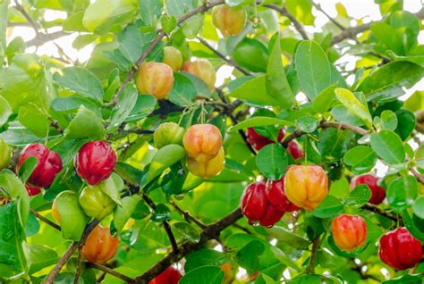 Barbados Cherry | Tropical Fruit Tree | Sow Exotic