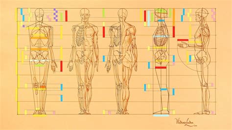 Human Body Proportions Human Body Proportions Drawing Lessons