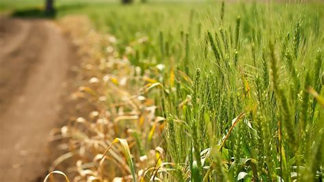 Grass Wheat Macro Wallpapers Hd Desktop And Mobile Backgrounds