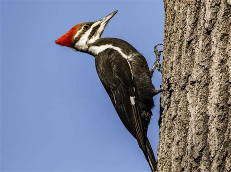 How To Get Rid Of Woodpeckers Everything You Need To Know