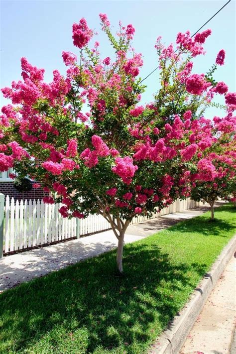 Beautiful Flowering Tree For Yard Landscaping 23 Rockindeco Small