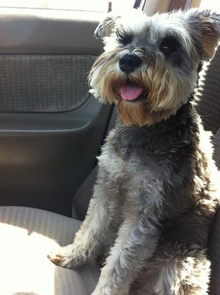 Schnoodlesoffun 66 Best Images About Schnoodle Haircut