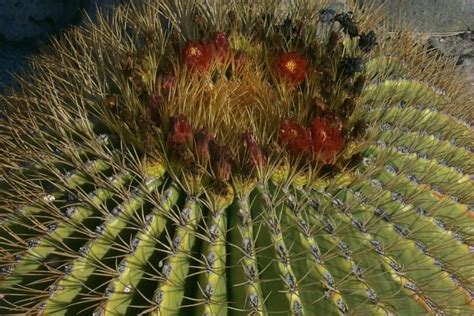 These cacti are thought to have evolved from plants similar to those in the genus pereskia. Gulf of California - Day 6