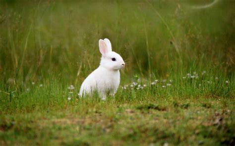 Những Hình ảnh Con Thỏ đẹp Và Dễ Thương Nhất