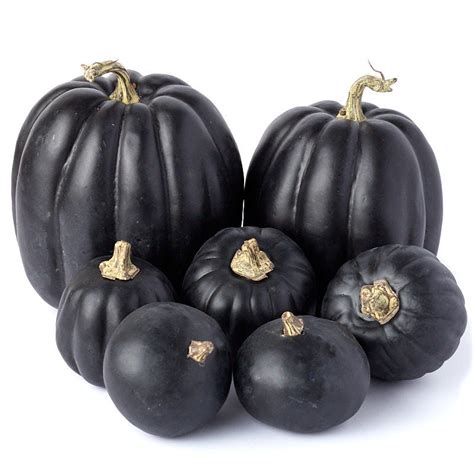 If you are a new customer, please apply to open an account. Bulk Case of 168 Black Artificial Pumpkins - Fall and Halloween - Primitive Decor - Factory ...