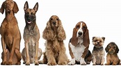 Quer saber quantas raças de cães existem no mundo? Descubra agora ...