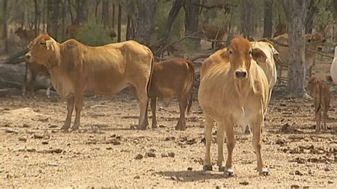 Cattle Producers Struggle With Drought As Rockhampton Beef Expo Begins