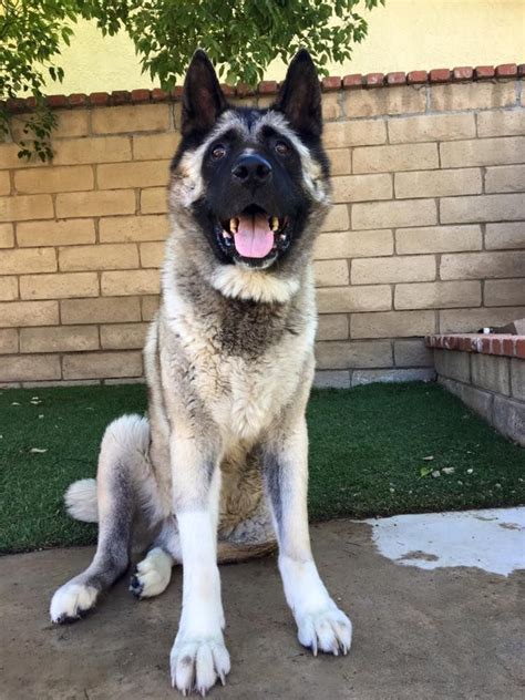 No puppies available at this time. Akita dog for Adoption in Santa Clarita, CA. ADN-432986 on ...