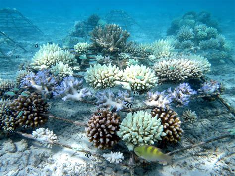 Coral Bleaching 2016 Reefscapers Maldives Coral