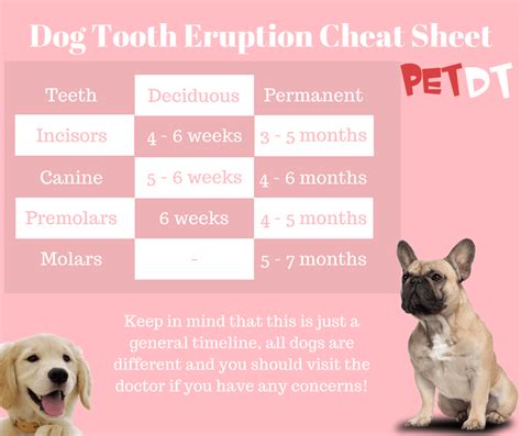 Your Definitive Guide To Taking Care Of Your Dogs Teeth