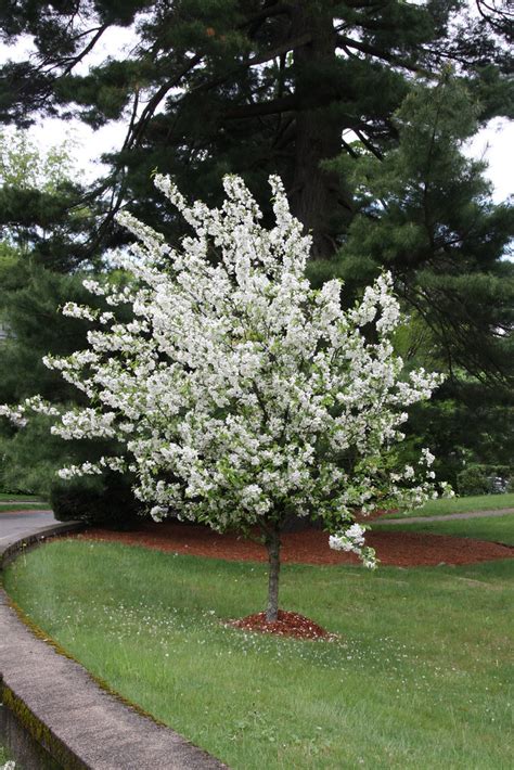 52 Beautiful Trees With White Flowers Balcony Garden Web